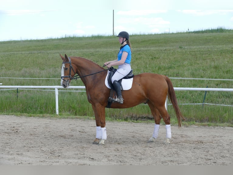 Polish Warmblood Gelding 7 years 16,1 hh Chestnut-Red in Ganschow