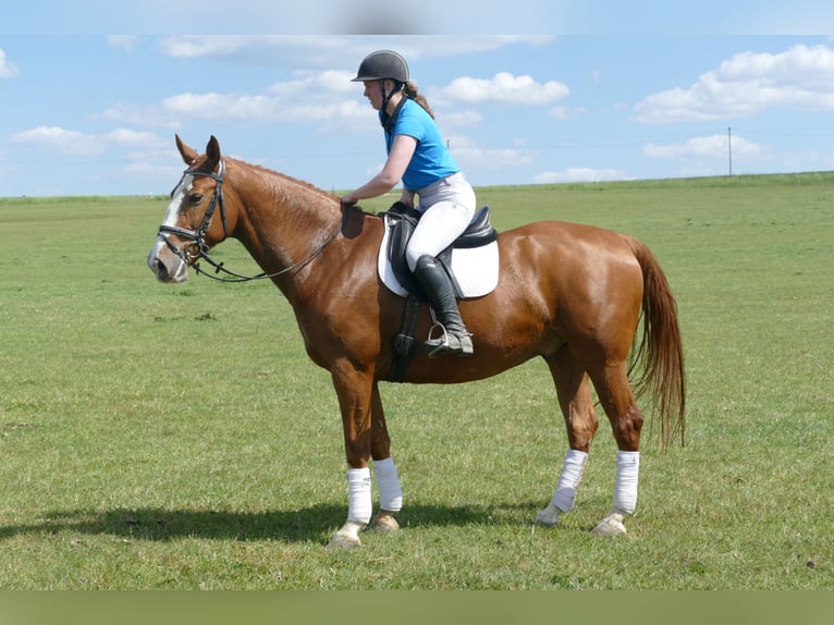 Polish Warmblood Gelding 7 years 16,1 hh Chestnut-Red in Ganschow