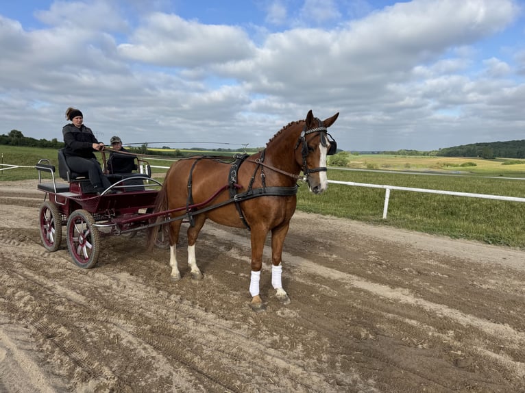 Polish Warmblood Gelding 7 years 16,1 hh Chestnut-Red in Ganschow
