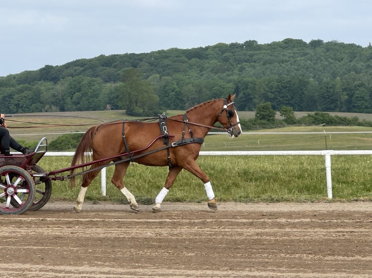 Polish Warmblood Gelding 7 years 16,1 hh Chestnut-Red in Ganschow