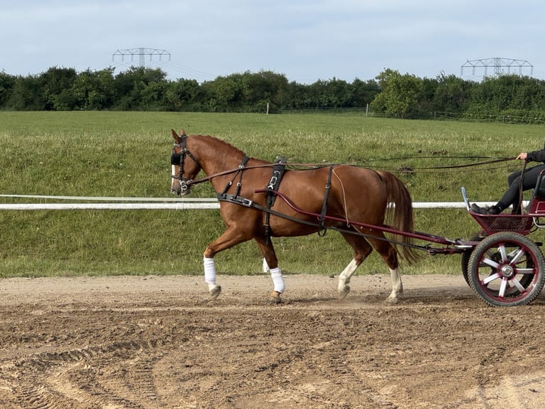 Polish Warmblood Gelding 7 years 16,1 hh Chestnut-Red in Ganschow