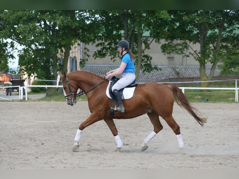 Polish Warmblood Gelding 7 years 16,1 hh Chestnut-Red in Ganschow