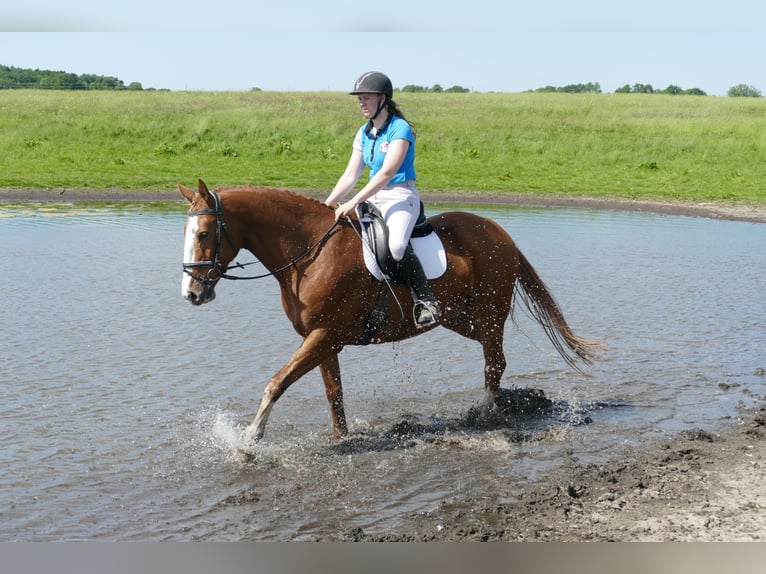 Polish Warmblood Gelding 7 years 16,1 hh Chestnut-Red in Ganschow
