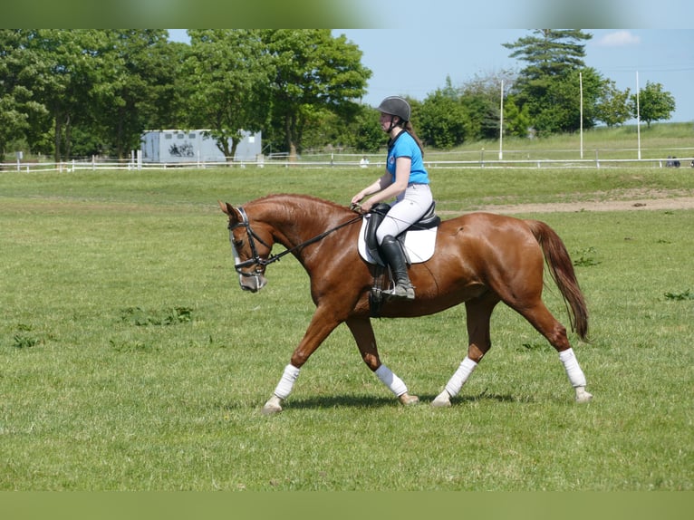 Polish Warmblood Gelding 7 years 16,1 hh Chestnut-Red in Ganschow