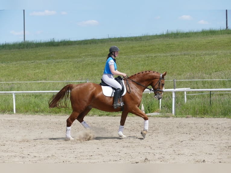 Polish Warmblood Gelding 7 years 16,1 hh Chestnut-Red in Ganschow
