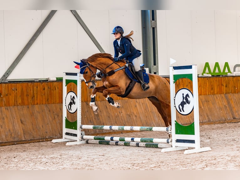 Polish Warmblood Gelding 7 years 16,2 hh Chestnut-Red in Bielsko-Biała