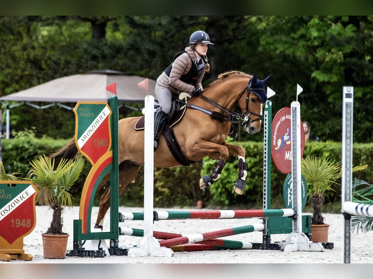 Polish Warmblood Gelding 7 years 16,2 hh Chestnut-Red in Bielsko-Biała