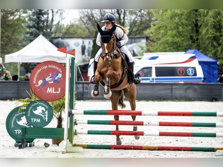 Polish Warmblood Gelding 7 years 16,2 hh Chestnut-Red in Bielsko-Biała