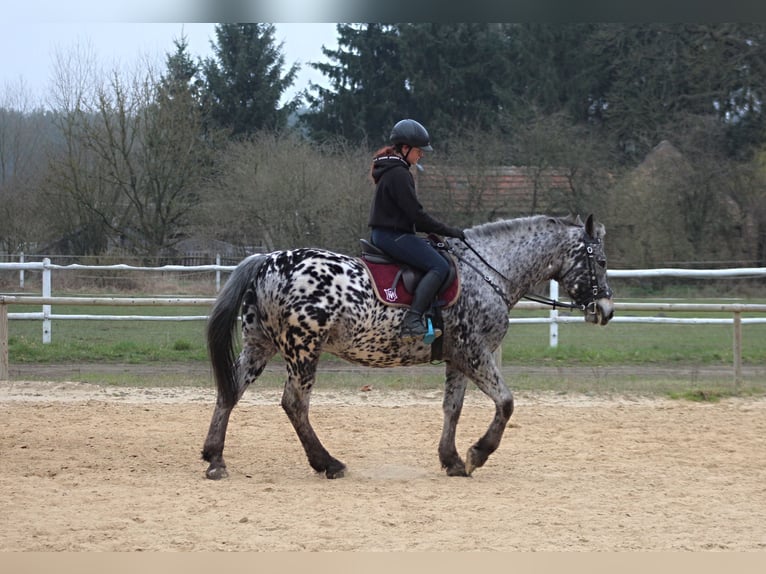 Polish Warmblood Gelding 8 years 15,3 hh Leopard-Piebald in Santok