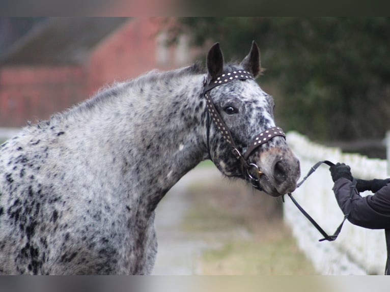 Polish Warmblood Gelding 8 years 15,3 hh Leopard-Piebald in Santok