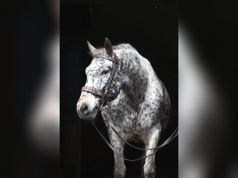 Polish Warmblood Gelding 8 years 15,3 hh Leopard-Piebald in Santok