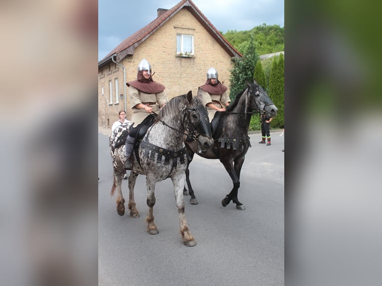 Polish Warmblood Gelding 8 years 15,3 hh Leopard-Piebald in Santok