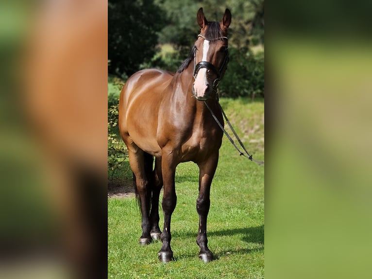 Polish Warmblood Gelding 9 years 16,1 hh Brown in Warendorf