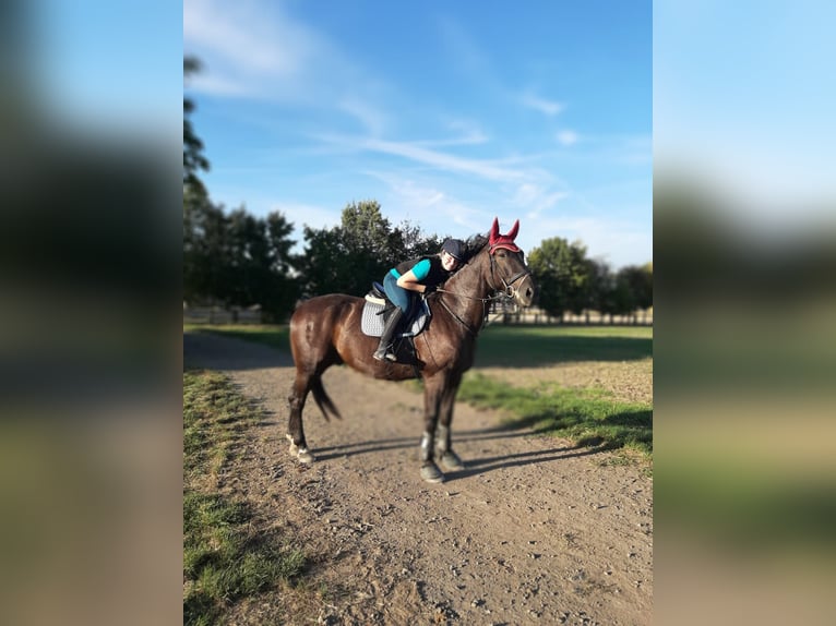 Polish Warmblood Gelding 9 years 16,2 hh Black in Heideland