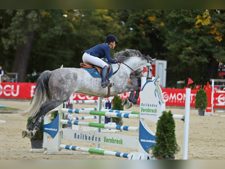 Polish Warmblood Gelding 9 years 16,3 hh Gray in Strzegom Horse Trials Center