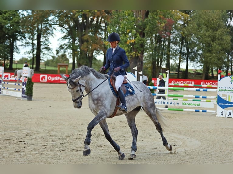 Polish Warmblood Gelding 9 years 16,3 hh Gray in Strzegom Horse Trials Center