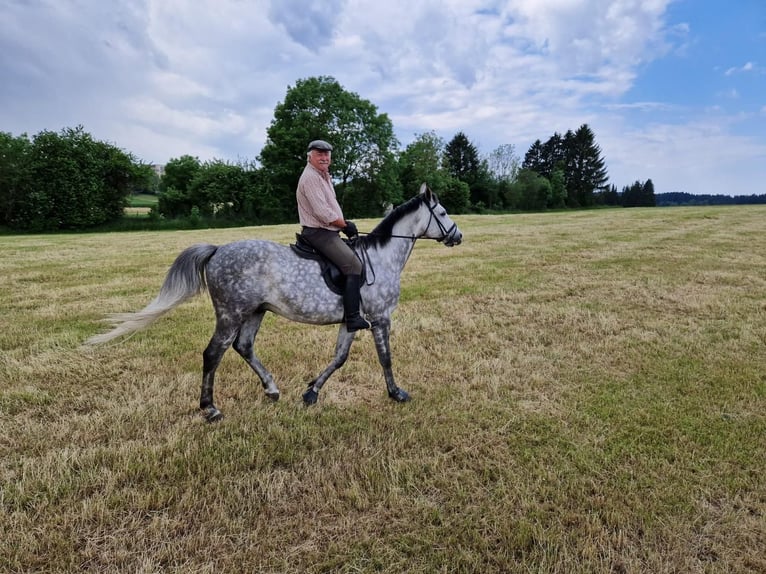 Polish Warmblood Gelding 9 years 16,1 hh Grey in Villingen-Schwenningen
