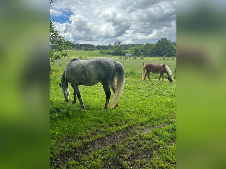 Polish Warmblood Gelding 9 years 16,1 hh Grey in Villingen-Schwenningen