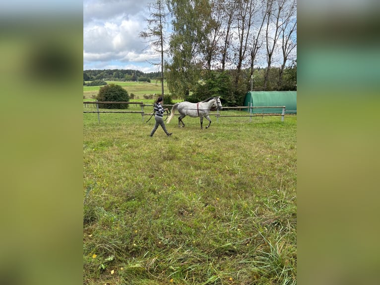 Polish Warmblood Gelding 9 years 16,1 hh Grey in Villingen-Schwenningen