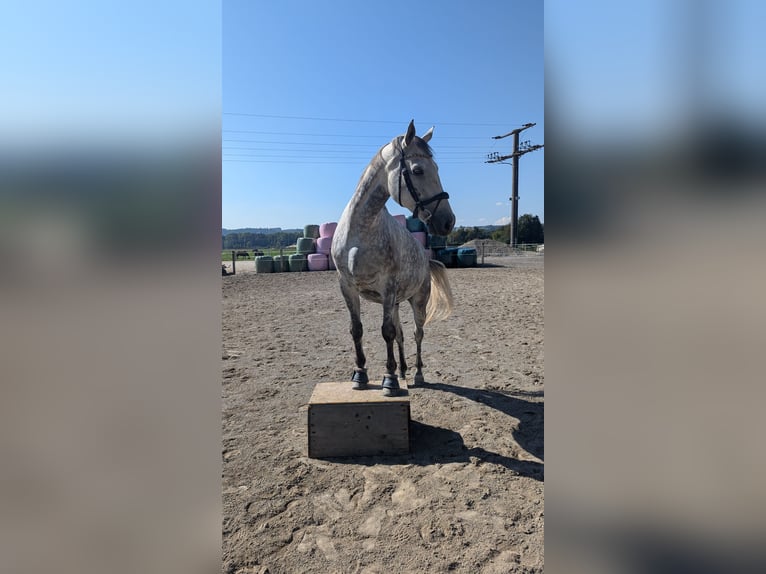 Polish Warmblood Gelding 9 years 16,2 hh Grey in Wolpertswende