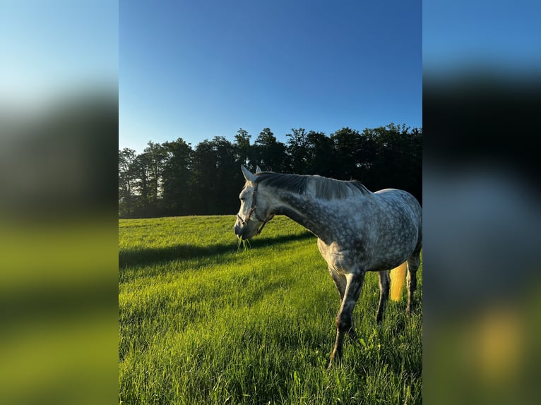 Polish Warmblood Gelding 9 years 16,2 hh Grey in Wolpertswende