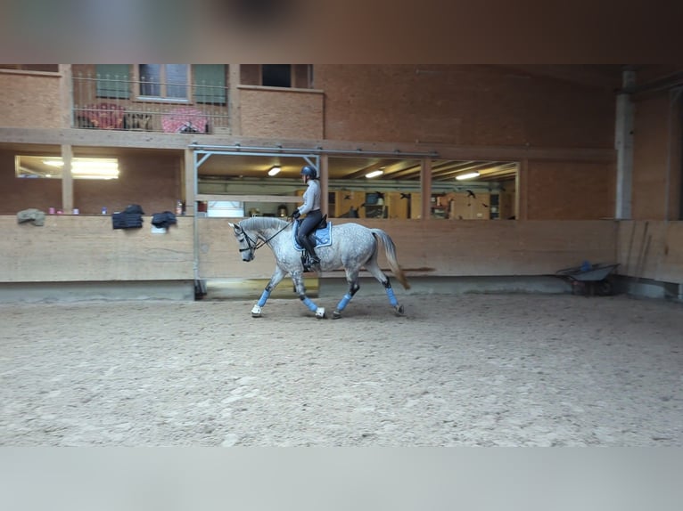 Polish Warmblood Gelding 9 years 16,2 hh Grey in Wolpertswende