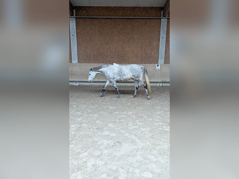 Polish Warmblood Gelding 9 years 16,2 hh Grey in Wolpertswende