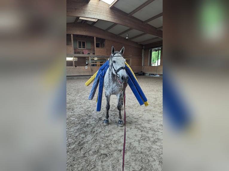 Polish Warmblood Gelding 9 years 16,2 hh Grey in Wolpertswende