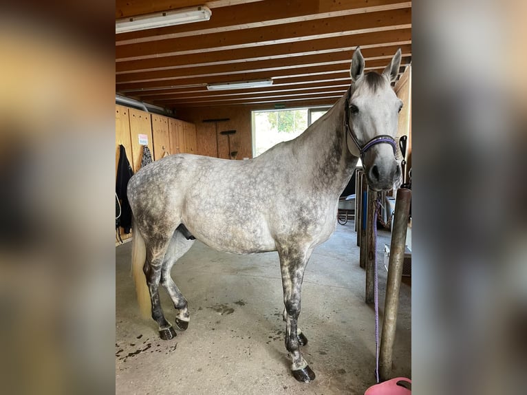Polish Warmblood Gelding 9 years 16,2 hh Grey in Wolpertswende