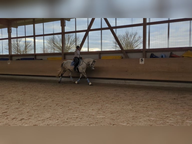 Polish Warmblood Gelding 9 years 16,2 hh Grey in Wolpertswende