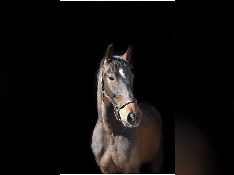 Polish Warmblood Gelding 9 years 16,3 hh Smoky-Black in Hameln