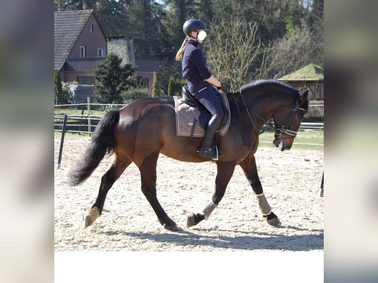 Polish Warmblood Gelding 9 years 16,3 hh Smoky-Black in Hameln