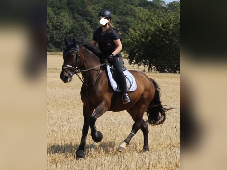 Polish Warmblood Gelding 9 years 16,3 hh Smoky-Black in Hameln
