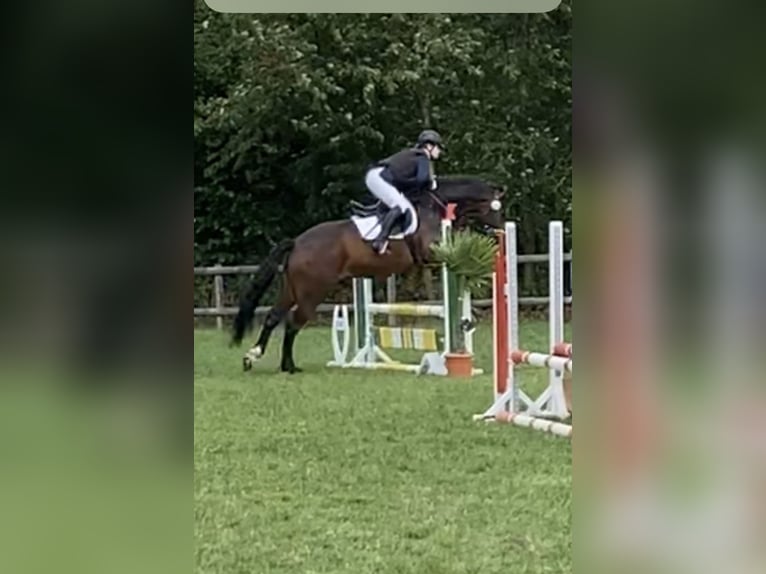 Polish Warmblood Gelding 9 years 16,3 hh Smoky-Black in Hameln