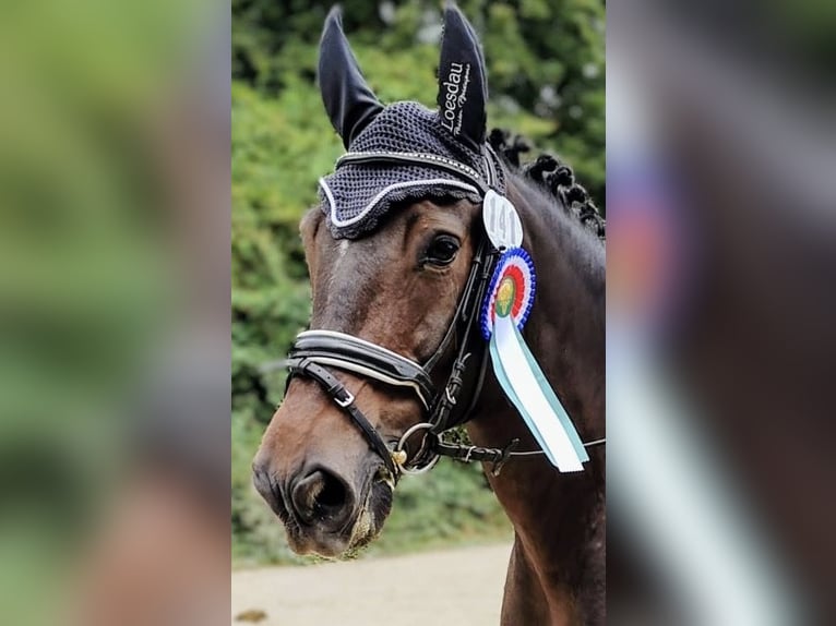 Polish Warmblood Gelding 9 years 16,3 hh Smoky-Black in Hameln