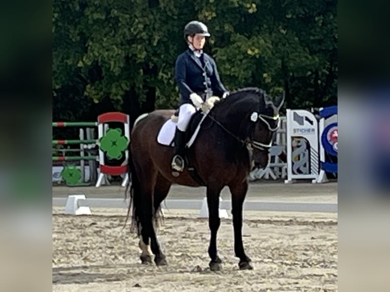 Polish Warmblood Gelding 9 years 16,3 hh Smoky-Black in Hameln