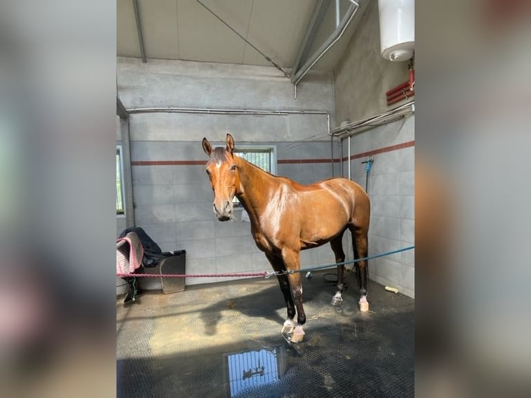 Polish Warmblood Mare 10 years 16 hh Brown in Lutomiersk