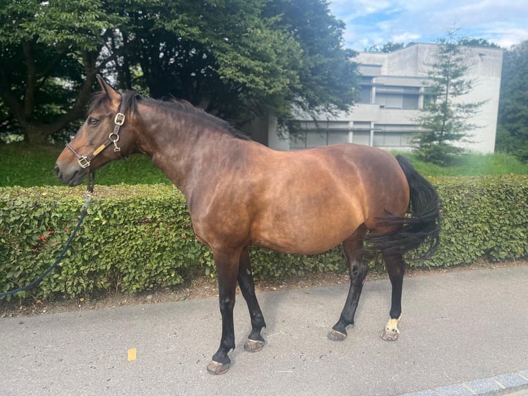 Polish Warmblood Mare 11 years 14,2 hh Brown in Dietikon