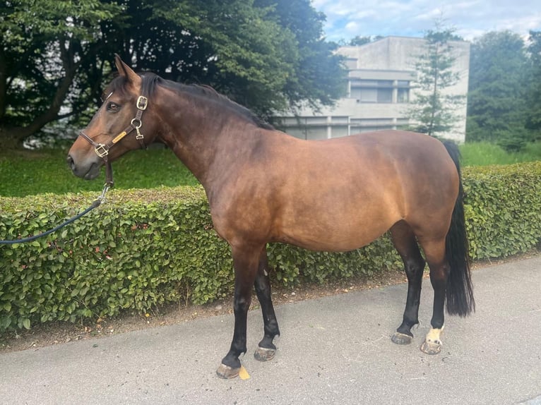 Polish Warmblood Mare 11 years 14,2 hh Brown in Dietikon