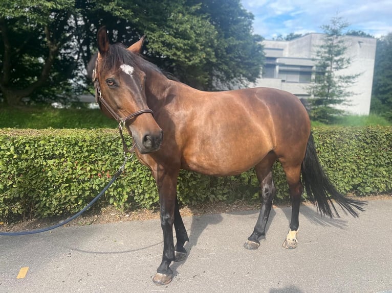 Polish Warmblood Mare 11 years 14,2 hh Brown in Dietikon