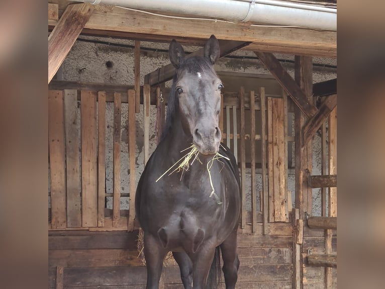 Polish Warmblood Mare 11 years 14,3 hh Black in Genderkingen