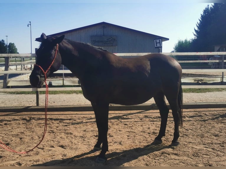 Polish Warmblood Mare 11 years 14,3 hh Black in Genderkingen