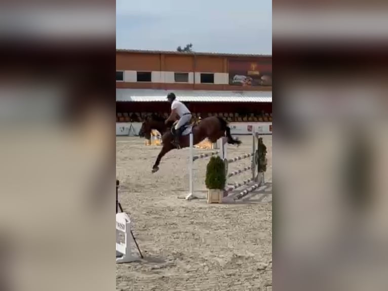 Polish Warmblood Mare 11 years 16 hh Brown in Papenhagen