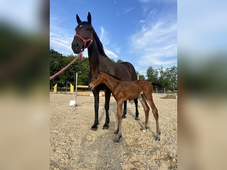 Polish Warmblood Mare 11 years 16,1 hh Bay-Dark in Papenhagen