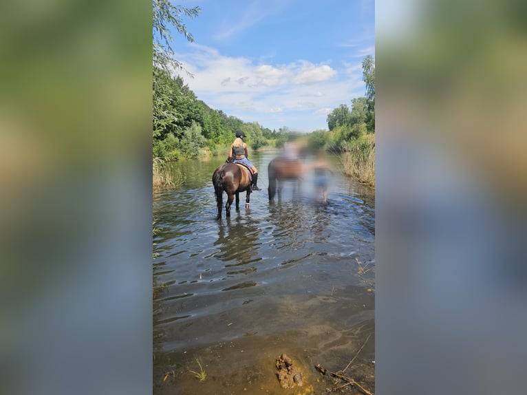 Polish Warmblood Mare 12 years 15,1 hh Black in Ohrsleben