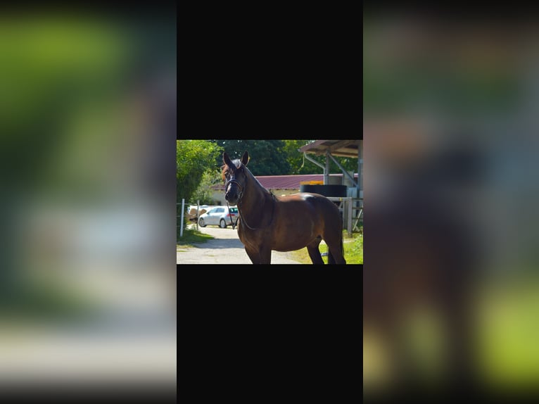 Polish Warmblood Mare 12 years 15,1 hh Black in Ohrsleben