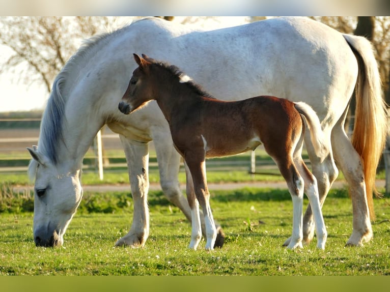 Polish Warmblood Mare 12 years 15,1 hh Gray in Güstrow Polish Warmblood Mare 12 years 15,1 hh Gray in Güstrow