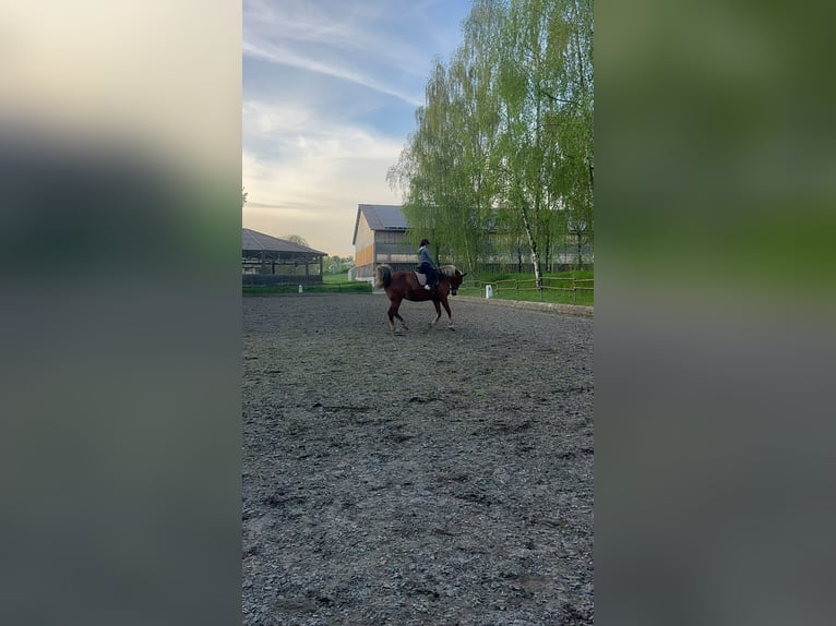 Polish Warmblood Mare 12 years 16,2 hh Chestnut-Red in Wiesloch