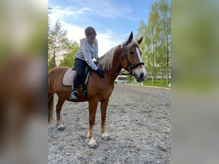 Polish Warmblood Mare 12 years 16,2 hh Chestnut-Red in Wiesloch