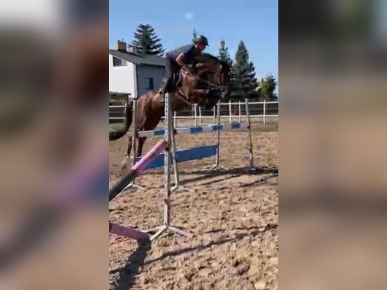 Polish Warmblood Mare 12 years 16 hh Brown in Papenhagen